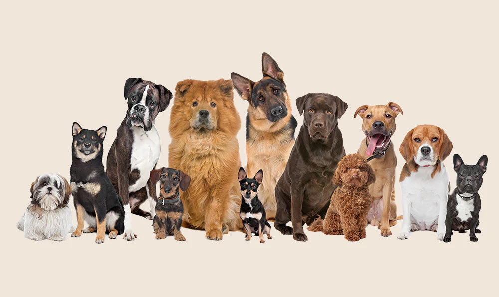 adoption quelle race de chien choisir 7810f001 2ef2 4d58 a49e 9e64a92a65f4 1024x1024
