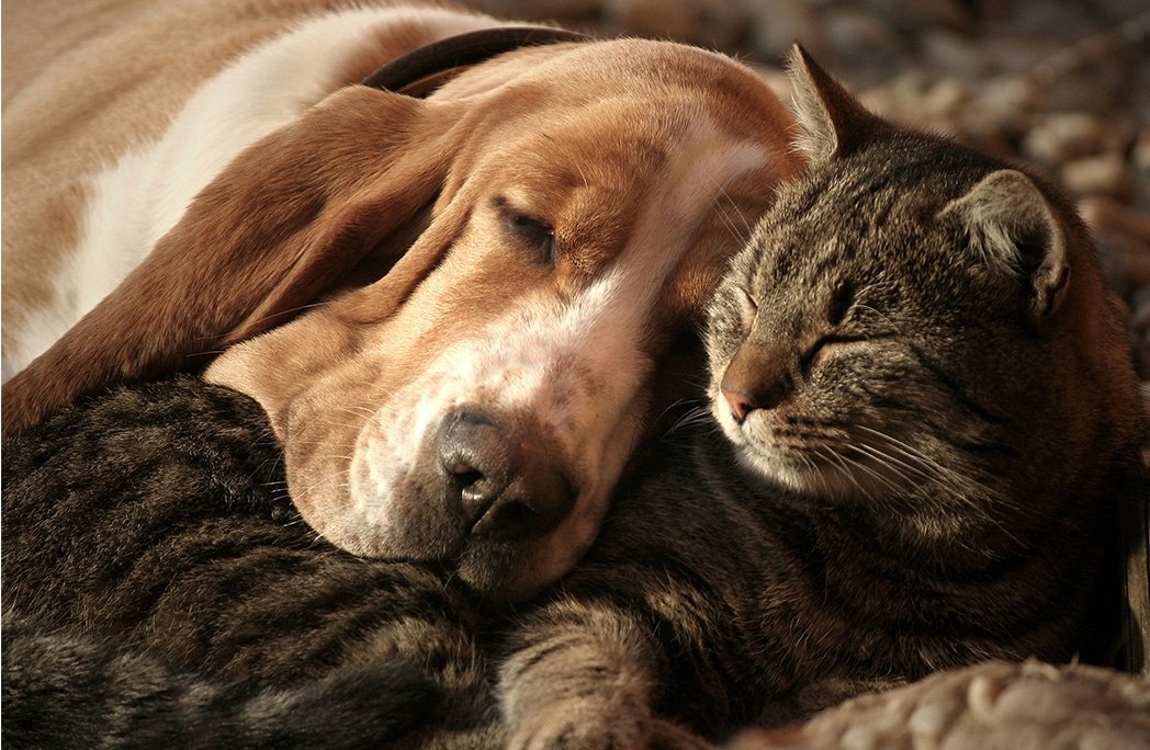top 10 des races de chats qui cohabitent parfaitement avec les chiens 1
